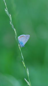 Preview wallpaper butterfly, grass, macro, insect, blue