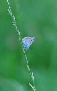 Preview wallpaper butterfly, grass, macro, insect, blue