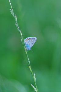 Preview wallpaper butterfly, grass, macro, insect, blue