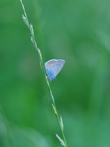 Preview wallpaper butterfly, grass, macro, insect, blue