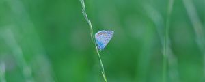 Preview wallpaper butterfly, grass, macro, insect, blue