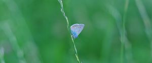 Preview wallpaper butterfly, grass, macro, insect, blue