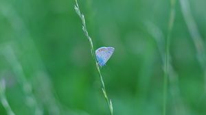 Preview wallpaper butterfly, grass, macro, insect, blue