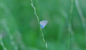 Preview wallpaper butterfly, grass, macro, insect, blue