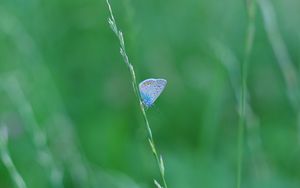 Preview wallpaper butterfly, grass, macro, insect, blue