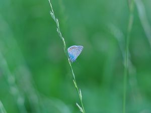 Preview wallpaper butterfly, grass, macro, insect, blue