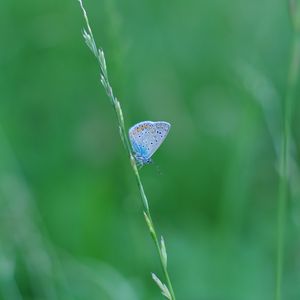 Preview wallpaper butterfly, grass, macro, insect, blue