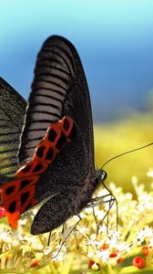 Preview wallpaper butterfly, grass, pattern, wings