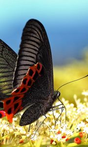 Preview wallpaper butterfly, grass, pattern, wings