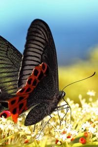 Preview wallpaper butterfly, grass, pattern, wings