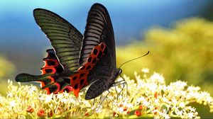 Preview wallpaper butterfly, grass, pattern, wings