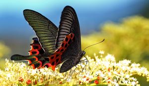 Preview wallpaper butterfly, grass, pattern, wings