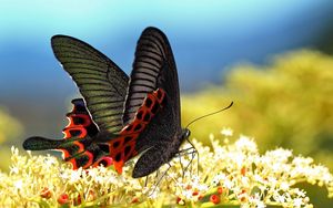 Preview wallpaper butterfly, grass, pattern, wings