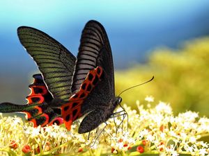 Preview wallpaper butterfly, grass, pattern, wings