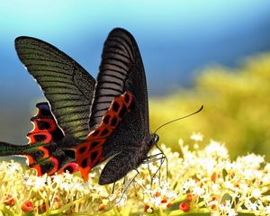 Preview wallpaper butterfly, grass, pattern, wings