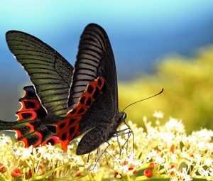 Preview wallpaper butterfly, grass, pattern, wings