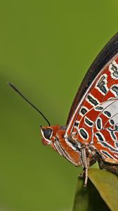 Preview wallpaper butterfly, grass, patterns, lines, insect