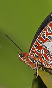 Preview wallpaper butterfly, grass, patterns, lines, insect