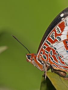 Preview wallpaper butterfly, grass, patterns, lines, insect