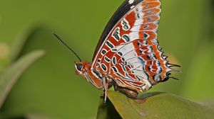 Preview wallpaper butterfly, grass, patterns, lines, insect