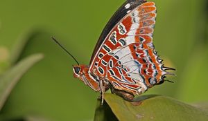 Preview wallpaper butterfly, grass, patterns, lines, insect