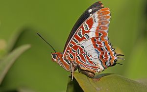 Preview wallpaper butterfly, grass, patterns, lines, insect