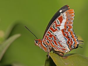 Preview wallpaper butterfly, grass, patterns, lines, insect