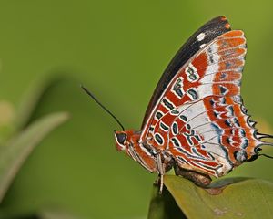 Preview wallpaper butterfly, grass, patterns, lines, insect