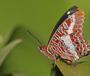 Preview wallpaper butterfly, grass, patterns, lines, insect