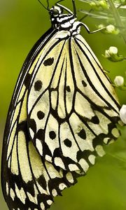 Preview wallpaper butterfly, grass, patterns, wings