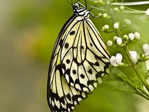 Preview wallpaper butterfly, grass, patterns, wings