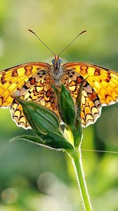 Preview wallpaper butterfly, grass, plant