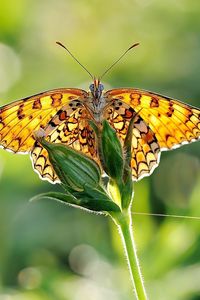 Preview wallpaper butterfly, grass, plant