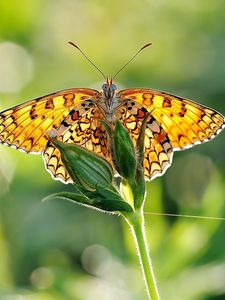 Preview wallpaper butterfly, grass, plant