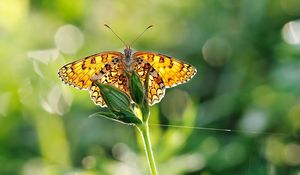 Preview wallpaper butterfly, grass, plant