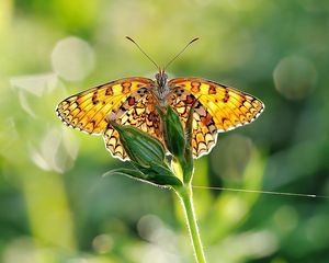 Preview wallpaper butterfly, grass, plant