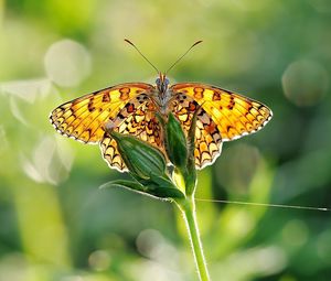 Preview wallpaper butterfly, grass, plant