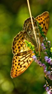 Preview wallpaper butterfly, grass, plants, flight