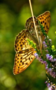 Preview wallpaper butterfly, grass, plants, flight