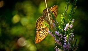 Preview wallpaper butterfly, grass, plants, flight