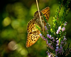 Preview wallpaper butterfly, grass, plants, flight