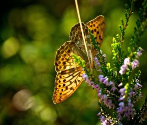 Preview wallpaper butterfly, grass, plants, flight