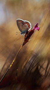 Preview wallpaper butterfly, grass, reflections, background, blur