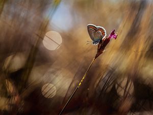 Preview wallpaper butterfly, grass, reflections, background, blur