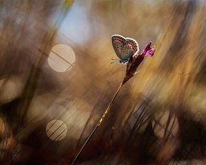 Preview wallpaper butterfly, grass, reflections, background, blur