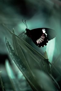 Preview wallpaper butterfly, grass, shade, dark