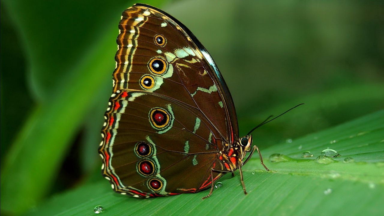 Wallpaper butterfly, grass, surface, wings, patterns