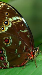 Preview wallpaper butterfly, grass, surface, wings, patterns