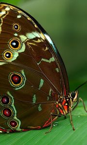 Preview wallpaper butterfly, grass, surface, wings, patterns