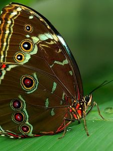 Preview wallpaper butterfly, grass, surface, wings, patterns